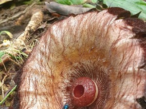 Ekspedisi Sisik Naga Temukan Bunga Rafflesia Langka di Hutan Purbalingga