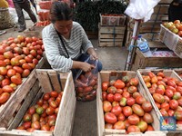 5 Tanda Keracunan Bakteri Salmonella dari Tomat dan Mentimun