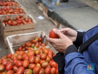 Pekerja memilah buah tomat yang baru tiba dari Sukabumi, Jawa Barat di Pasar Kramat Jati, Jakarta, Senin (2/12/2024). (CNBC Indonesia/Tri Susilo)