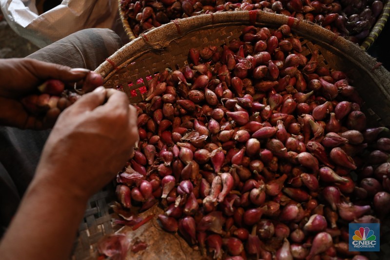 Pekerja menyortir bawang merah yang baru tiba dari Brebes, Jawa Tengah di Pasar Kramat Jati, Jakarta, Senin (2/12/2024). (CNBC Indonesia/Tri Susilo)