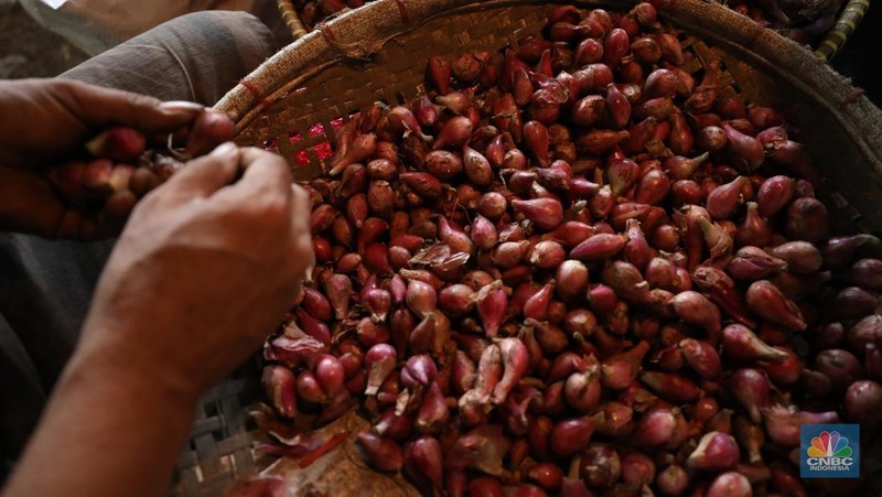 Pekerja menyortir bawang merah yang baru tiba dari Brebes, Jawa Tengah di Pasar Kramat Jati, Jakarta, Senin (2/12/2024). (CNBC Indonesia/Tri Susilo)