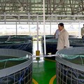 Pagi-pagi Prabowo Blusukan Cek Tambak Ikan Nila Salin di Karawang