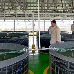 Pagi-pagi Prabowo Blusukan Cek Tambak Ikan Nila Salin di Karawang