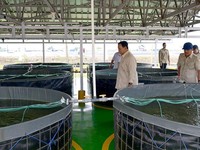 Pagi-pagi Prabowo Blusukan Cek Tambak Ikan Nila Salin di Karawang