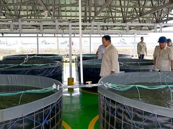 Pagi-pagi Prabowo Blusukan Cek Tambak Ikan Nila Salin di Karawang