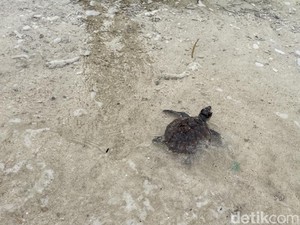 Resmi! Kepulauan Seribu Punya Rumah Penyu di Pulau Rambut