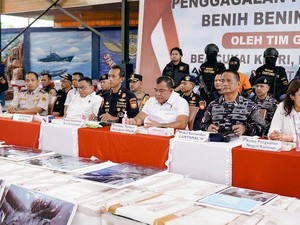 Bareskrim Gagalkan Penyelundupan 715 Ribu Benih Lobster Senilai Rp 72 Miliar