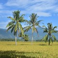 Anggaran Rp11.000 T Habis Buat Pangan, Tapi Dunia Masih Gagal Kenyang!