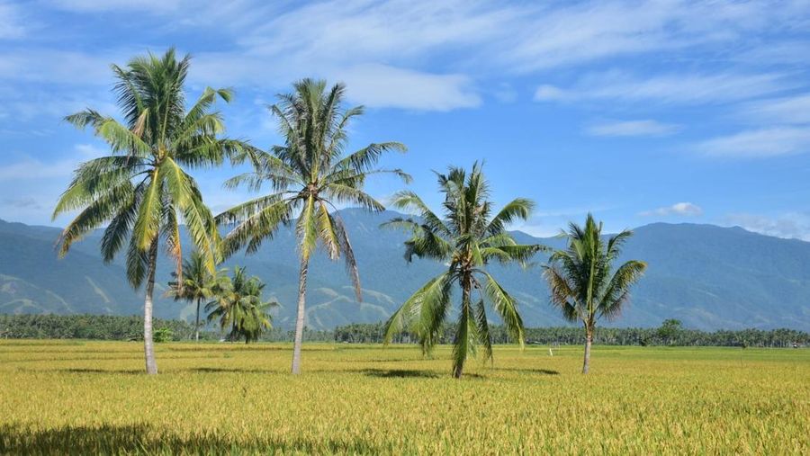 Padi siap panen. Padi siap panen. (Dok. Kementan)