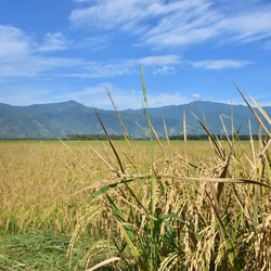 Gali Sawah, Anak SMP di Jawa Temukan Harta Karun Emas Miliaran Rupiah