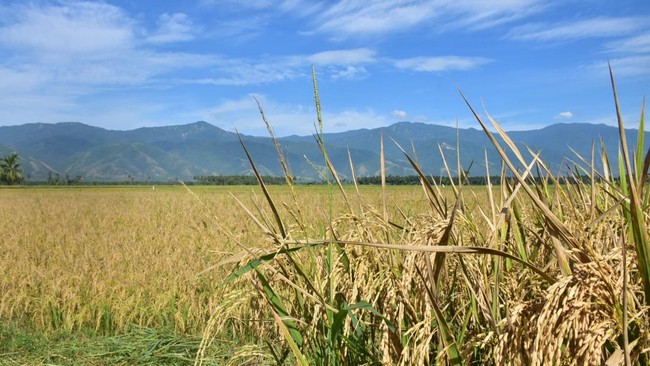 Harga Gabah Diam-Diam Naik ke Rp7.300, Bos Bulog Bongkar Penyebabnya