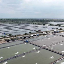 Ribuan Tambak di Pantura Dibangkitkan Lagi, Danantara Suntik Rp 26 T