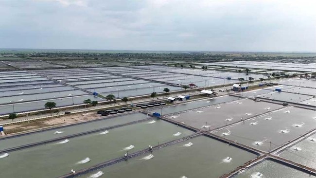 Pantura Bakal Punya Tambak Nila Salin Raksasa, Luasnya 14.090 Hektare