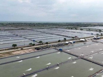 Mantap! RI Punya Tambak Raksasa Ikan Nila di Karawang, Panennya Segini