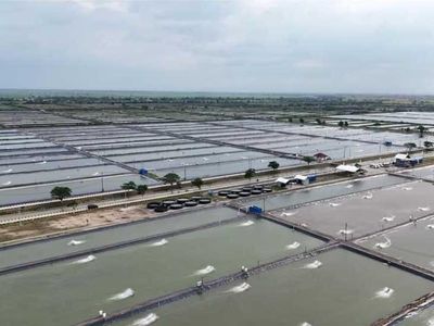 Ribuan Tambak di Pantura Dibangkitkan Lagi, Danantara Suntik Rp 26 T