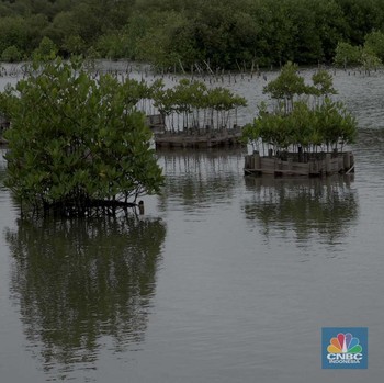 Tangerang Bakal Punya Lahan Raksasa Mangrove, Lokasi di Sini
