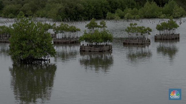 Tangerang Bakal Punya Lahan Raksasa Mangrove, Lokasi di Sini