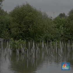 PSN Ini Bisa Dukung Rencana Pemerintah Lindungi Pesisir Pulau Jawa