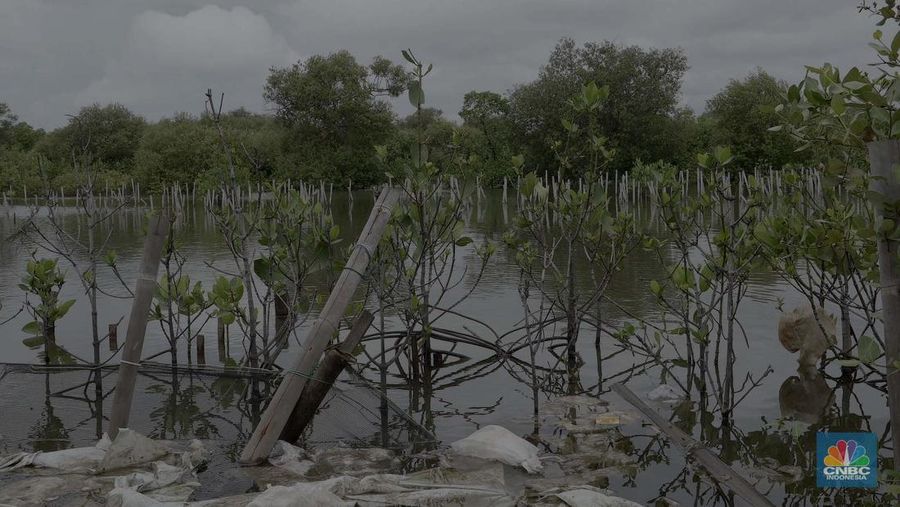 Suasana kawasan pengembangan wilayah berbasis hijau atau yang dinamakan Tropical Coastland di Tangerang, Banten, Selasa (3/12/2024). (CNBC Indonesia/Muhammad Sabki)