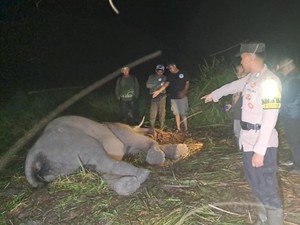 4 Gajah Sumatera di TN Way Kambas Mati Sepanjang 2024, Ini Penyebabnya