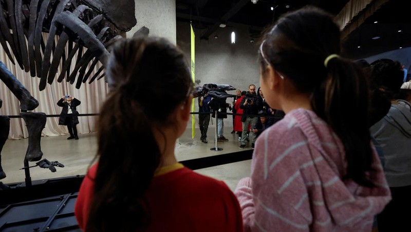 Fosil Stegosaurus yang dijuluki Apex diperkenalkan ke media di Museum Sejarah Alam Amerika, di New York City, AS, 5 Desember 2024. (REUTERS/Shannon Stapleton)