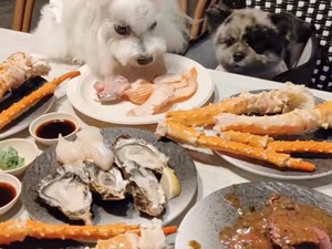 Unik! Restoran Ini Punya Menu Buffet Khusus Untuk Anjing