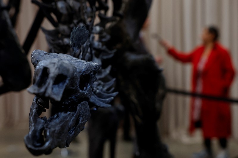 Fosil Stegosaurus yang dijuluki Apex diperkenalkan ke media di Museum Sejarah Alam Amerika, di New York City, AS, 5 Desember 2024. (REUTERS/Shannon Stapleton)