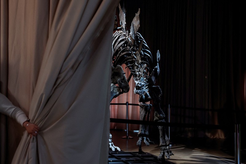 Fosil Stegosaurus yang dijuluki Apex diperkenalkan ke media di Museum Sejarah Alam Amerika, di New York City, AS, 5 Desember 2024. (REUTERS/Shannon Stapleton)