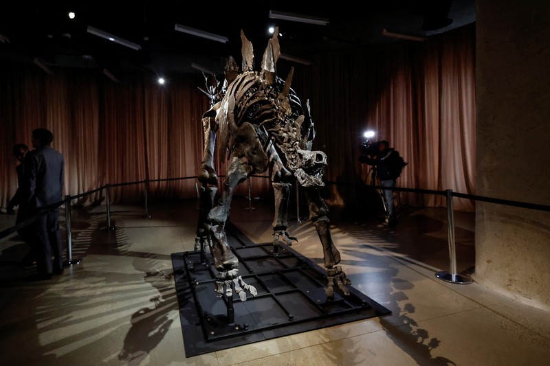 Fosil Stegosaurus yang dijuluki Apex diperkenalkan ke media di Museum Sejarah Alam Amerika, di New York City, AS, 5 Desember 2024. (REUTERS/Shannon Stapleton)
