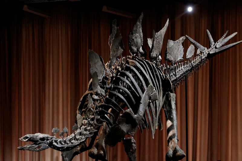 Fosil Stegosaurus yang dijuluki Apex diperkenalkan ke media di Museum Sejarah Alam Amerika, di New York City, AS, 5 Desember 2024. (REUTERS/Shannon Stapleton)