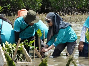Kalla Tanam Ribuan Bibit Mangrove di Pangkep Bersama Nelayan Lokal