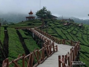 Sky Bridge, Spot Menikmati Indahnya Hamparan Kebun Teh di Pangalengan