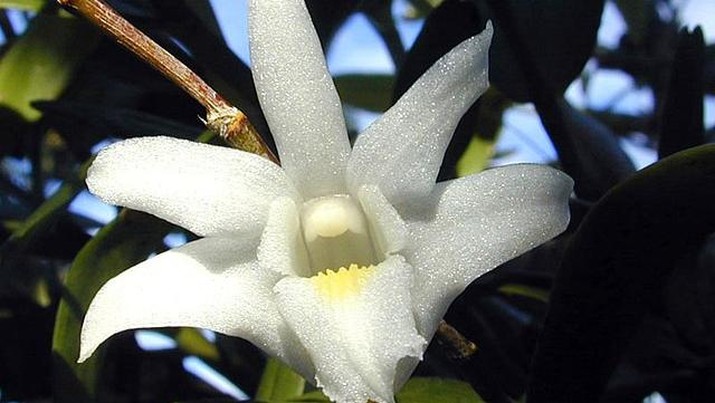 Anggrek Dendrobium Crumenatum atau Anggrek Merpati. (Wikipedia)