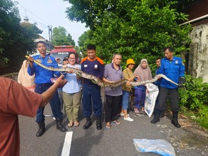 Hii! Ular Sanca 4 Meter Nangkring di Pohon Pekarangan Warga Klitren Jogja