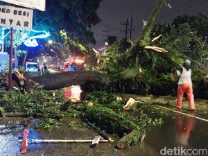 Pohon Trembesi Besar Tumbang di Kota Malang, Lalin Macet 1 Jam