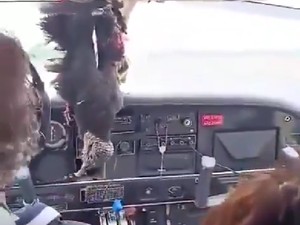 Burung Nasar Tabrak Pesawat, Paruhnya Bobol Kokpit