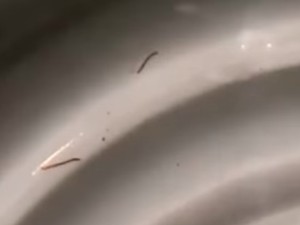 Viral Warga Kutsel Dapat Air Bercacing, PDAM Badung Buka Suara