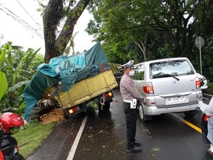 Hindari Tabrakan, Truk Muat Jagung Tabrak Pohon di Jalan Denpasar-Gilimanuk
