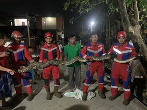 Ular Piton 5 Meter Masuk Rumah Warga di BTP Makassar, Damkar Evakuasi