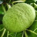 Sakti! Buah Asli RI Disebut Bisa Atasi Kiamat-Diburu Orang Eropa