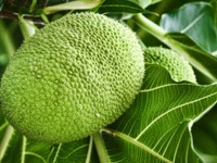 Saking Saktinya, Buah Khas Indonesia Ini Diburu Warga Eropa