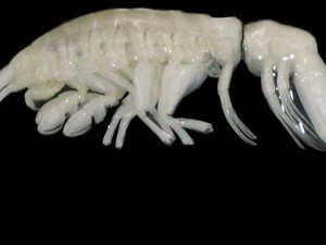 Peneliti Temukan Predator Laut Baru di Palung Atacama