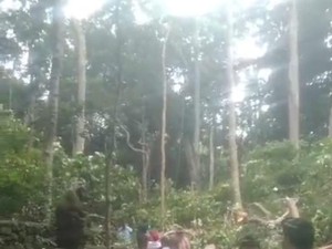Pohon Diameter 2 Meter Tumbang dan Timpa Sejumlah Wisatawan Monkey Forest