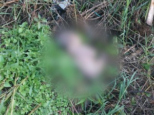 Warga Temukan Bayi Perempuan di Kebun Sayuran, Polisi Selidiki Pembuangnya