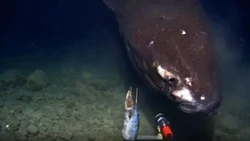Hiu Raksasa Berwarna Hitam Terekam Jelas di Lautan Dalam