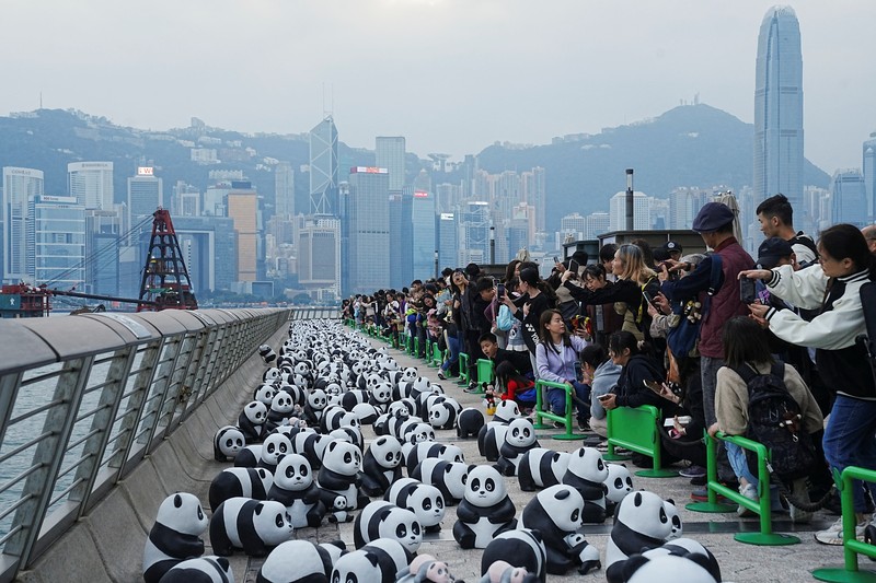 Hong Kong memamerkan 2.500 patung panda menyusul kelahiran dua anak di taman hiburan setempat. (REUTERS/Lam Yik) Hong Kong memamerkan 2.500 patung panda menyusul kelahiran dua anak di taman hiburan setempat. (REUTERS/Lam Yik)