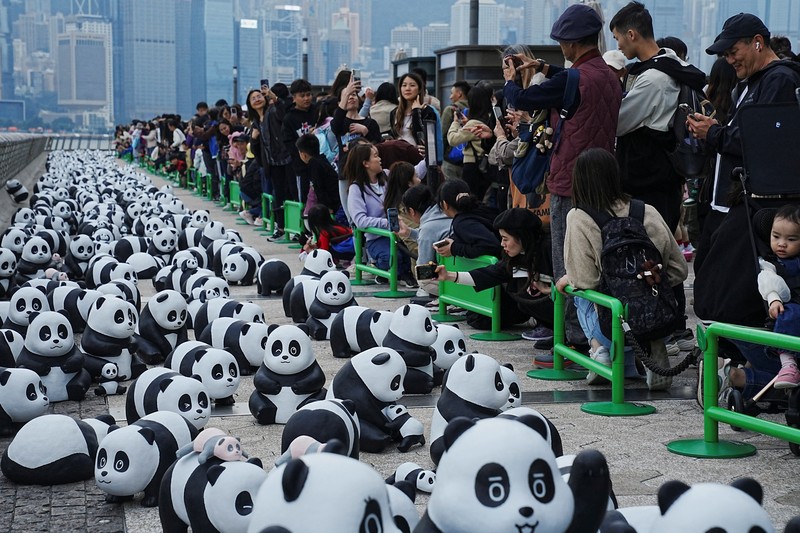 Hong Kong memamerkan 2.500 patung panda menyusul kelahiran dua anak di taman hiburan setempat. (REUTERS/Lam Yik) Hong Kong memamerkan 2.500 patung panda menyusul kelahiran dua anak di taman hiburan setempat. (REUTERS/Lam Yik)