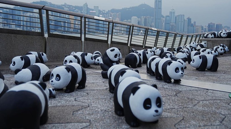 Hong Kong memamerkan 2.500 patung panda menyusul kelahiran dua anak di taman hiburan setempat. (REUTERS/Lam Yik)