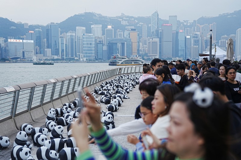 Hong Kong memamerkan 2.500 patung panda menyusul kelahiran dua anak di taman hiburan setempat. (REUTERS/Lam Yik) Hong Kong memamerkan 2.500 patung panda menyusul kelahiran dua anak di taman hiburan setempat. (REUTERS/Lam Yik)