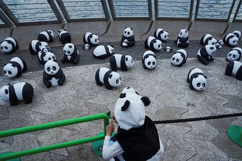 Hong Kong memamerkan 2.500 patung panda menyusul kelahiran dua anak di taman hiburan setempat. (REUTERS/Lam Yik) Hong Kong memamerkan 2.500 patung panda menyusul kelahiran dua anak di taman hiburan setempat. (REUTERS/Lam Yik)